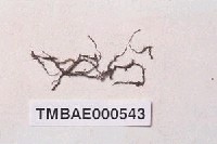 藏品(對齒苔屬)的圖片